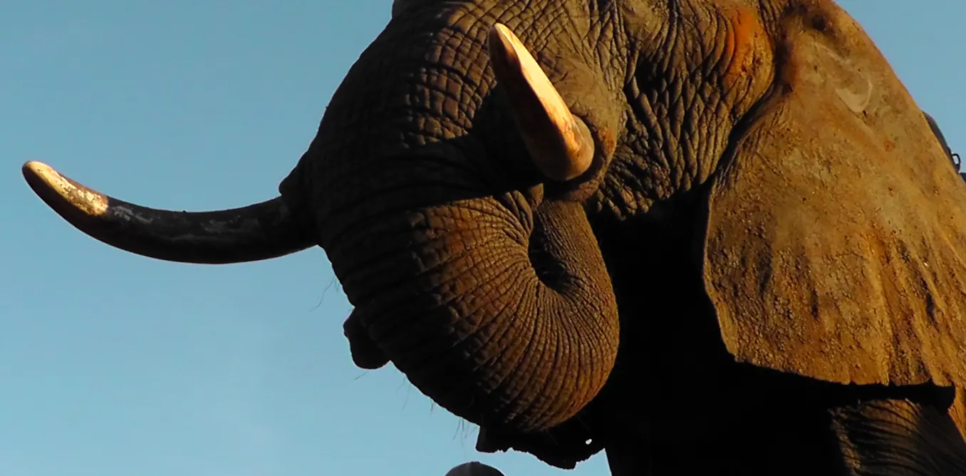 Clapped Elephant Elephants get the point when it comes to making gestures