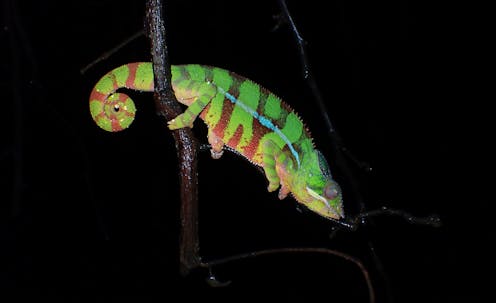 Tug of war between survival and reproductive fitness: how chameleons become  brighter without predators around