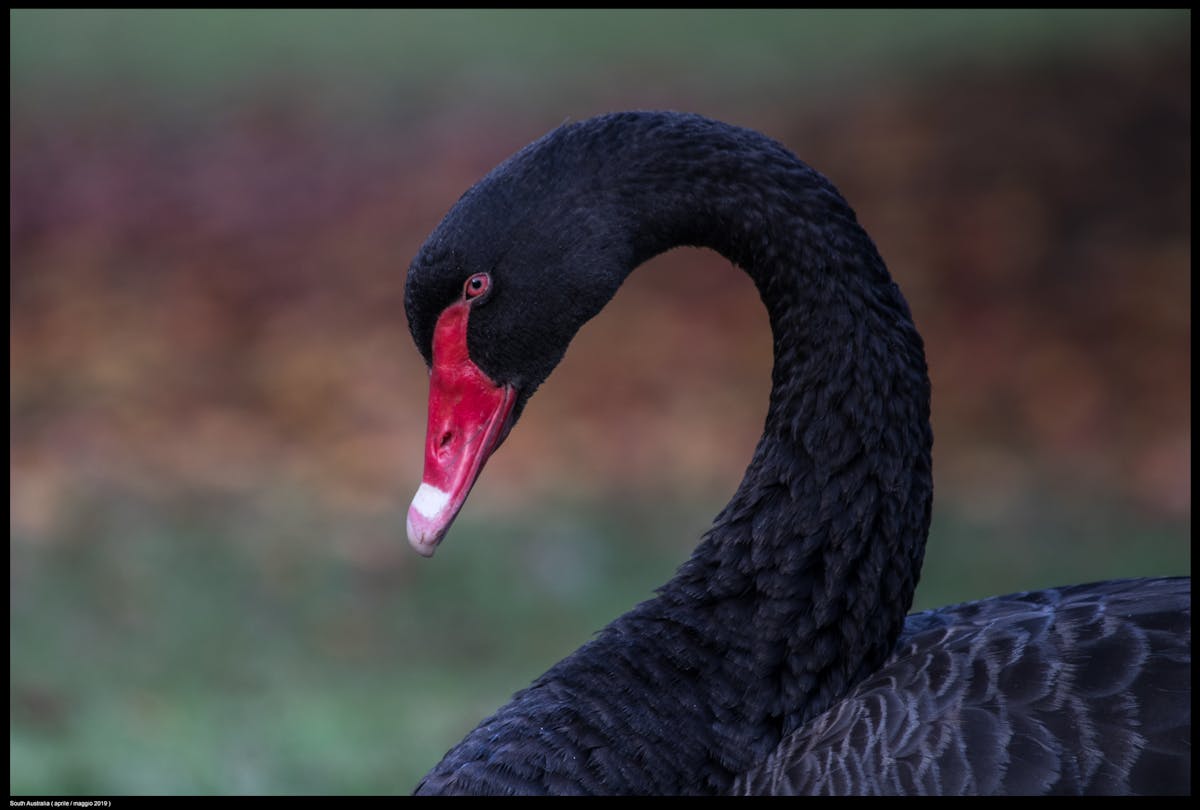 Лебедь черный 3