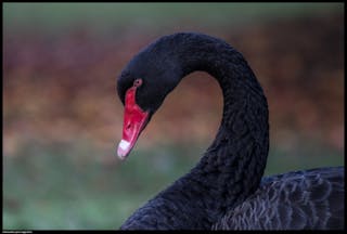 ulækkert opbevaring Udråbstegn Coronavirus is significant, but is it a true black swan event?