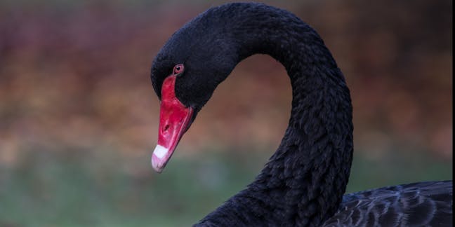 black swan – information, recherche analyse – France, page 1