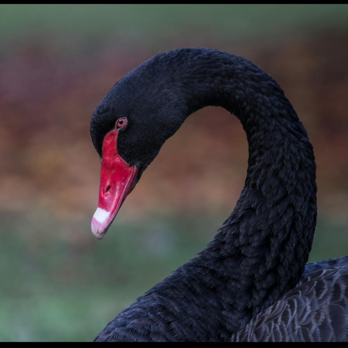 Træts webspindel invadere pille Coronavirus is significant, but is it a true black swan event?