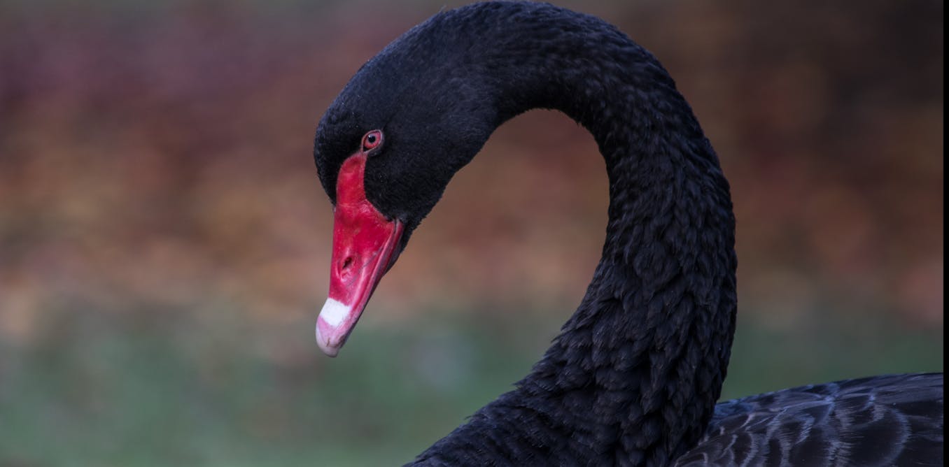 en million dyr Gæsterne Coronavirus is significant, but is it a true black swan event?