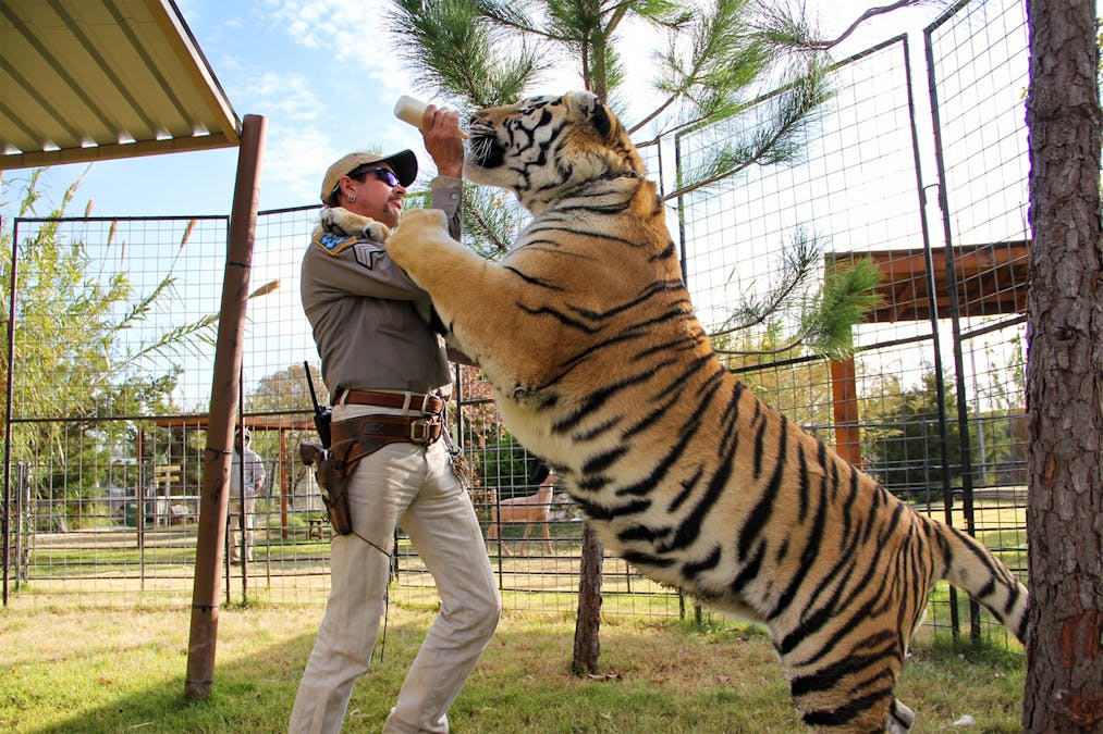 Tiger Porn - Oklahoma's reality is even weirder and more traumatic than 'Tiger King'
