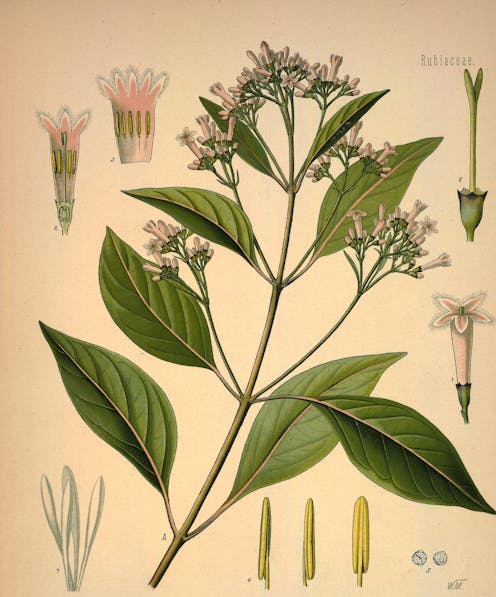 Cuando la esclavitud se extendió por el mundo, la malaria o paludismo, una enfermedad endémica de África, se transformó en pandemia.