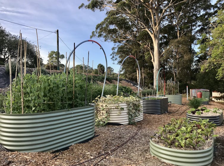 If you took to growing veggies in the coronavirus pandemic, then keep it up when lockdown ends