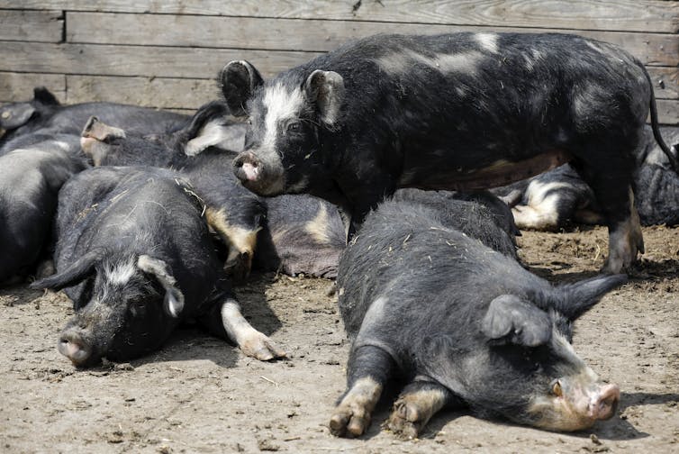 Why farmers are dumping milk down the drain and letting produce rot in fields