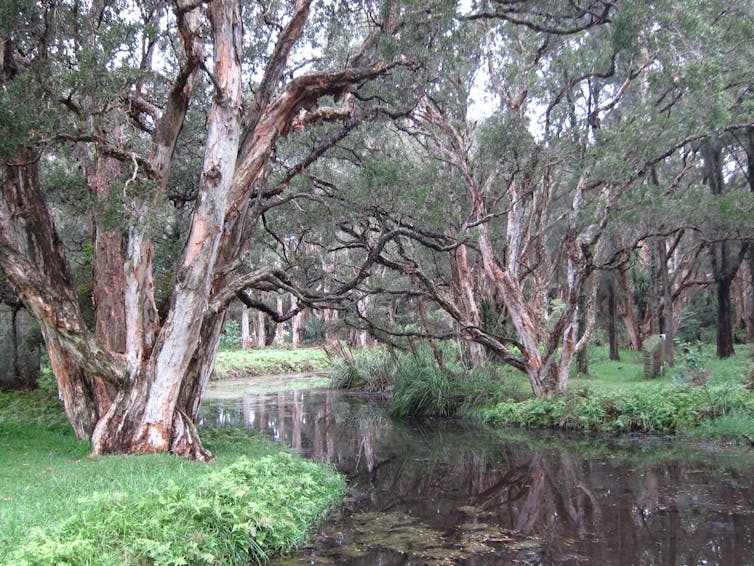 Buried under colonial concrete, Botany Bay has even been robbed of its botany