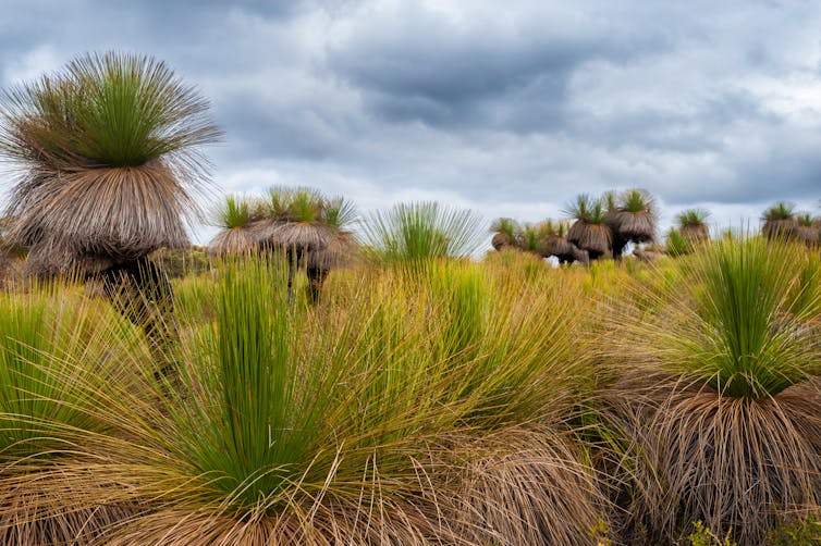 Buried under colonial concrete, Botany Bay has even been robbed of its botany