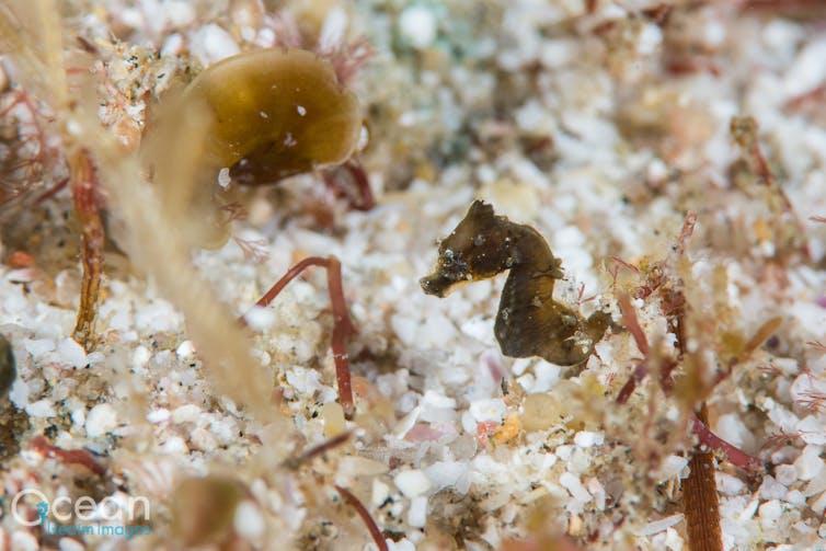 A juvenile Hippocampus nalu. Richard Smith A juvenile Hippocampus nalu. Richard Smith