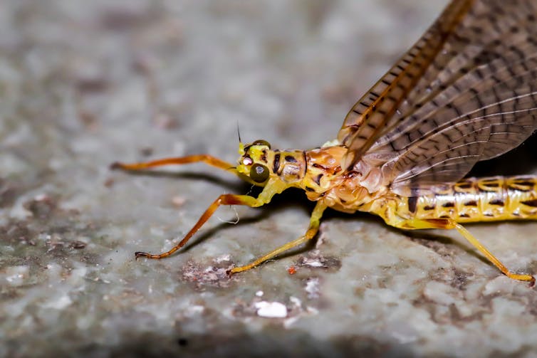 Insects: worldwide study reveals widespread decline since 1925