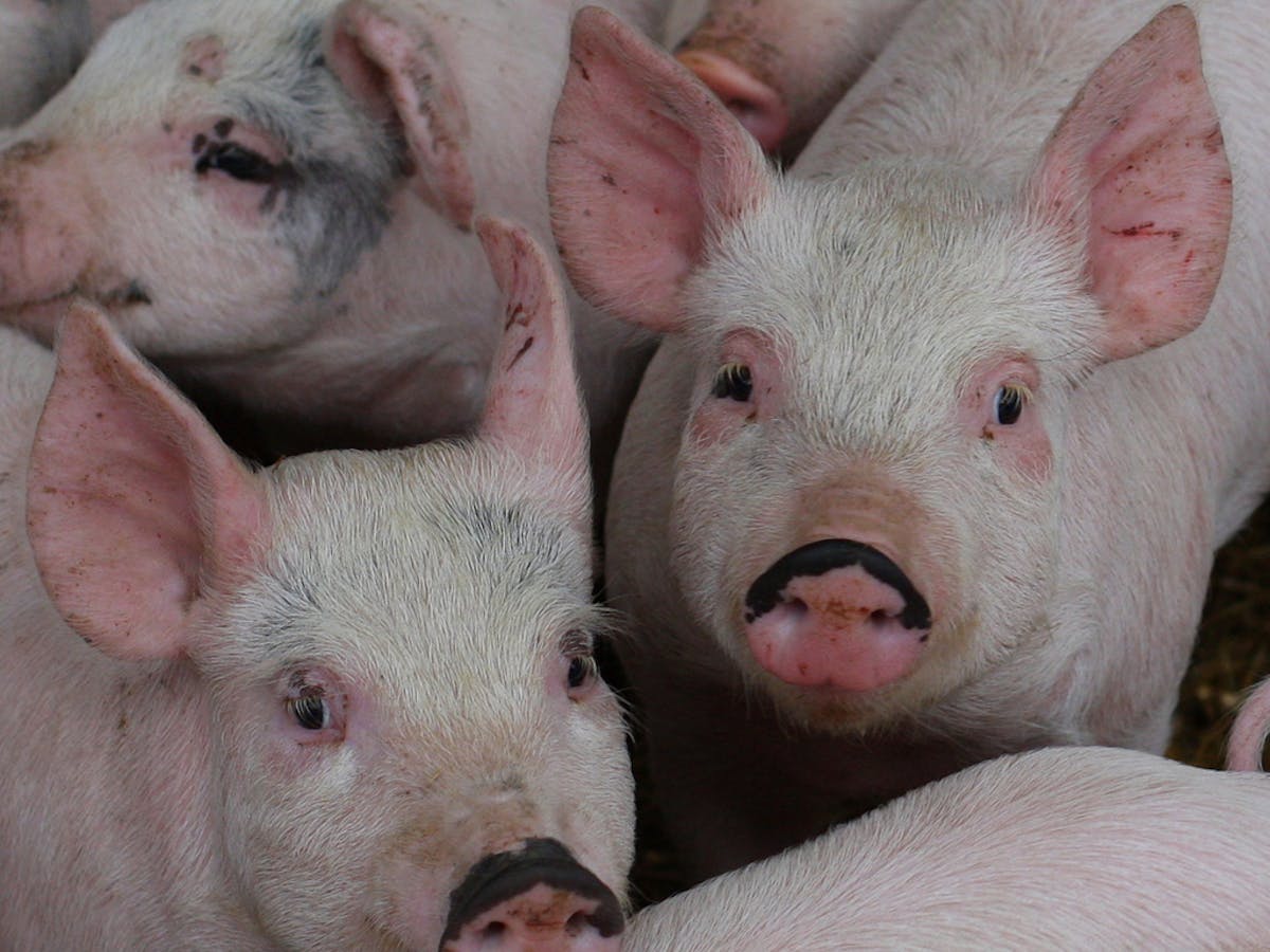 Pig implants could deliver insulin to people with diabetes