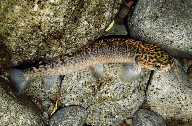 Snowy 2.0 threatens to pollute our rivers and wipe out native fish