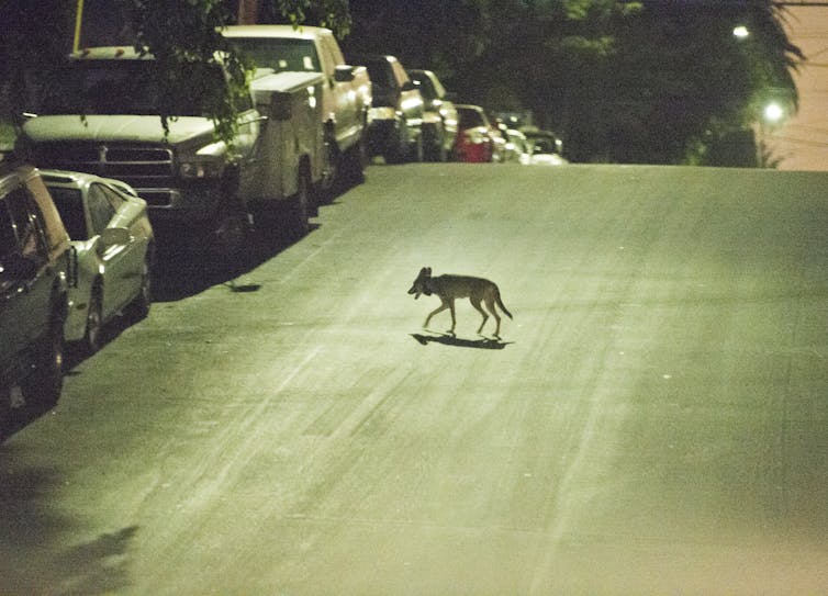 Scientist at work: Trapping urban coyotes to see if they can be 'hazed' away from human neighborhoods