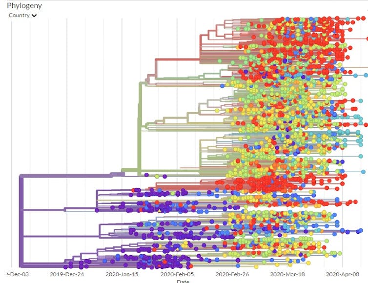 The coronavirus genome is like a shipping label that lets epidemiologists track where it's been