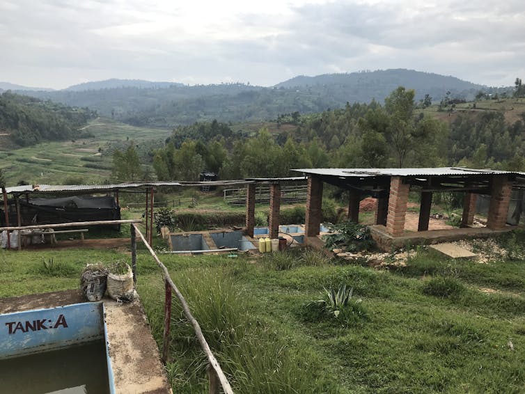 Rwanda's coffee harvest will go forward despite pandemic – at a safe distance