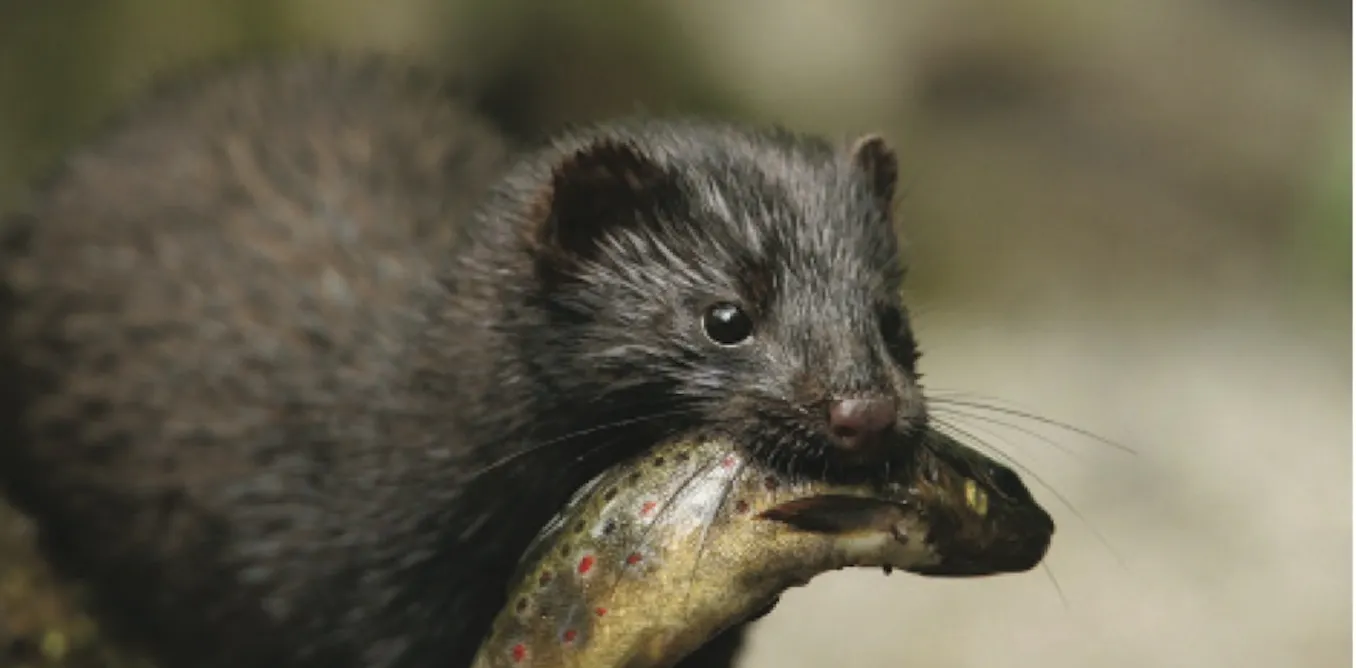 Nowhere to hide as the hunt for unwelcome mink goes digital