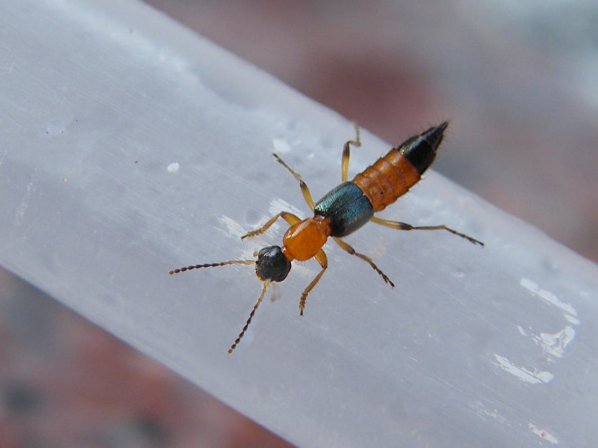 Nairobi Flies Unpacking The Mystery Of A Small Beetle With Huge