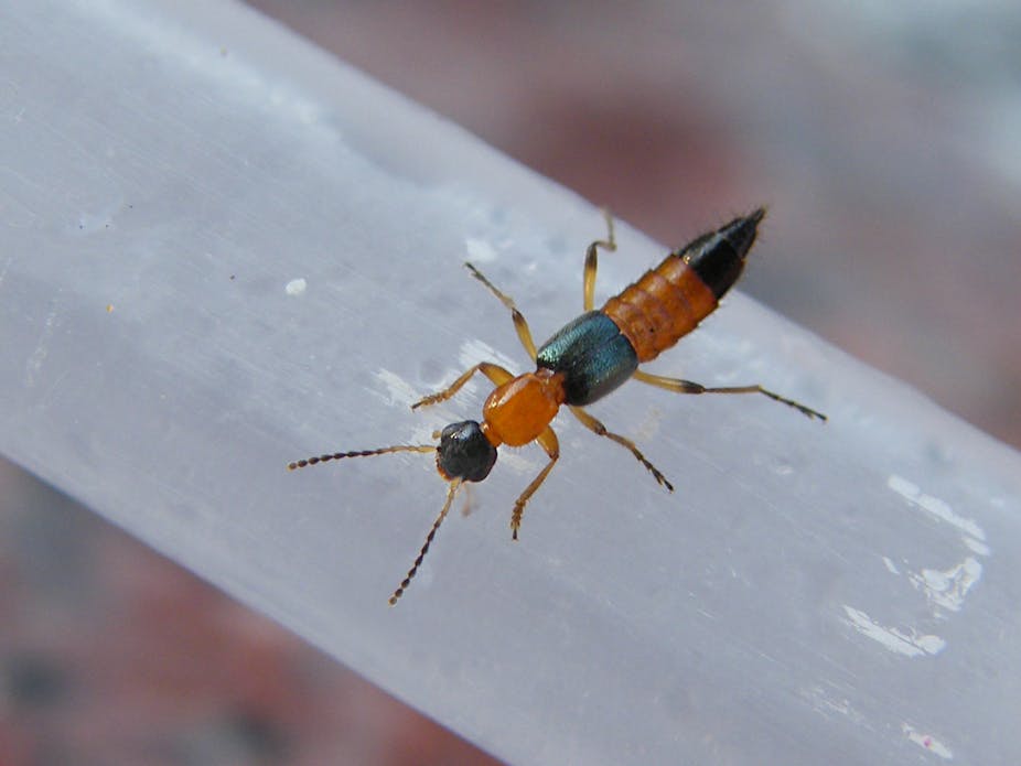 The Smallest Insect In The World