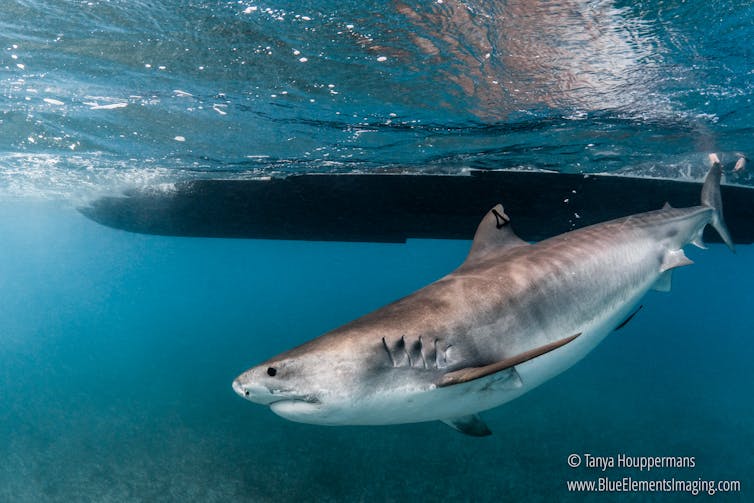 Tiger sharks are large and powerful predators. Getting close enough for a check-up is not easy. Tanya Houppermans