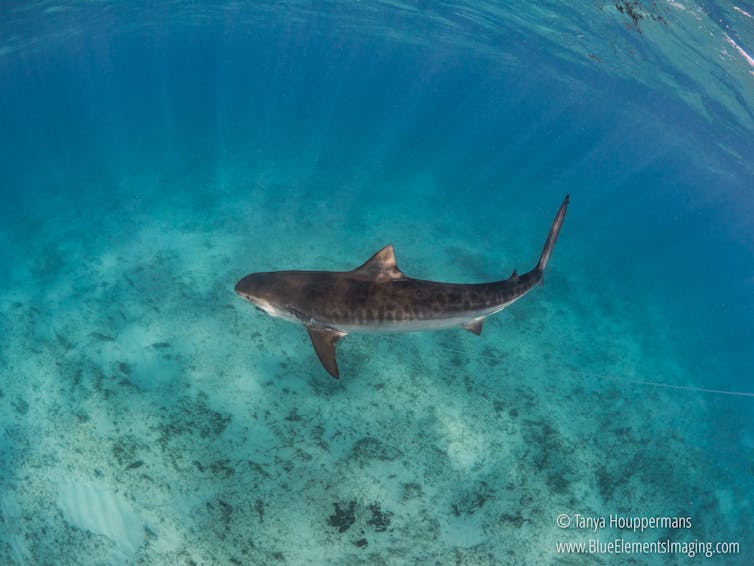 Scientists at work: Uncovering the mystery of when and where sharks give birth