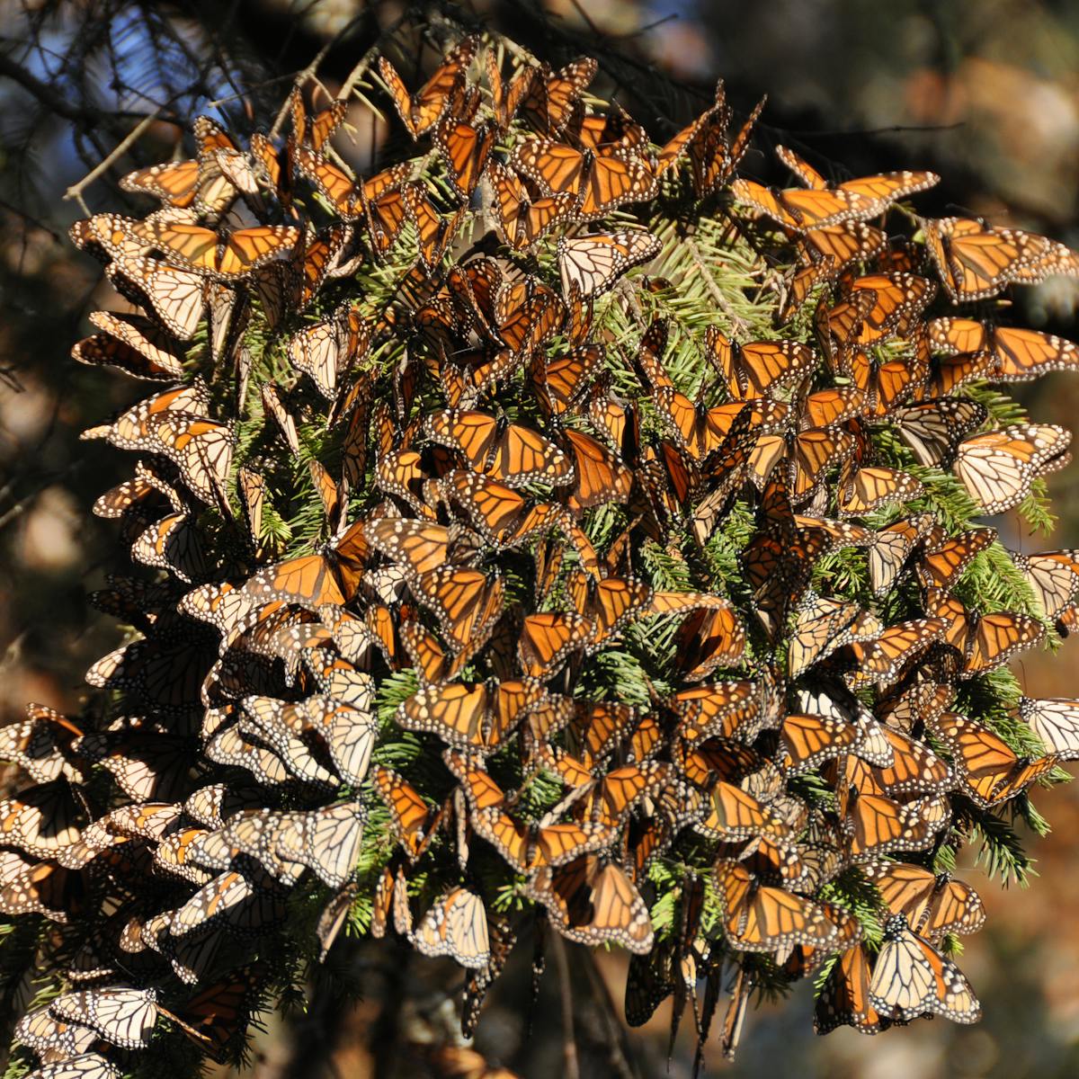 Monarch butterflies' spectacular migration is at risk – an ambitious new  plan aims to help save it