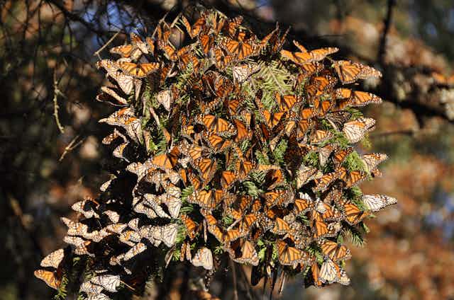 Tree covered with monarch butterflies