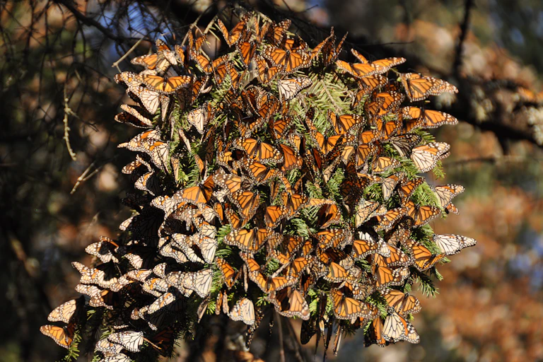 Tree covered with monarch butterflies