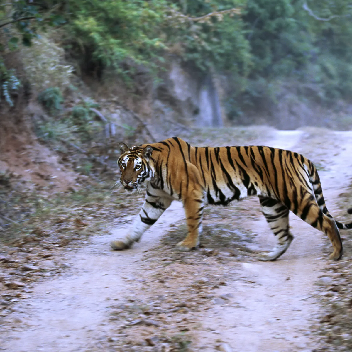 Endangered Tigers Face Growing Threats From An Asian Road Building Boom
