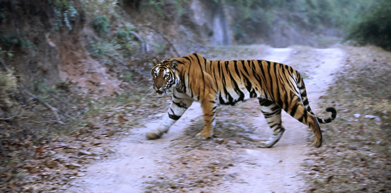 Endangered Tigers Face Growing Threats From An Asian Road Building Boom