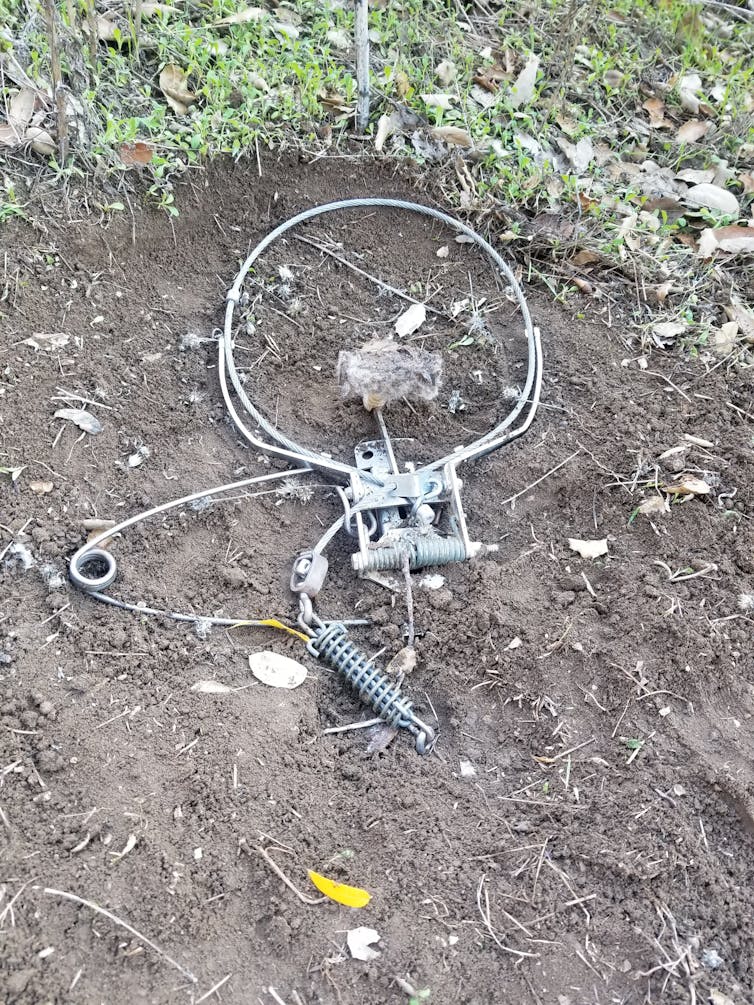 Scientist at work: Trapping urban coyotes to see if they can be 'hazed' away from human neighborhoods