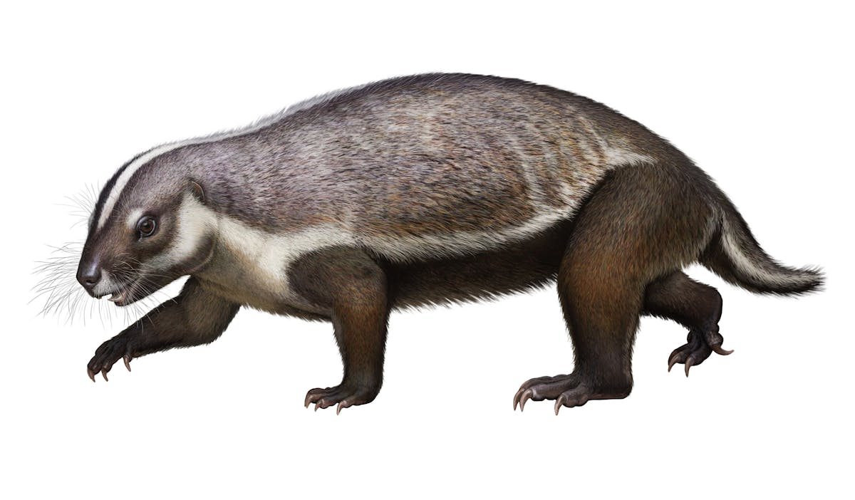 Say Hello To The Crazy Beast Mammal Who Lived Among The Dinosaurs