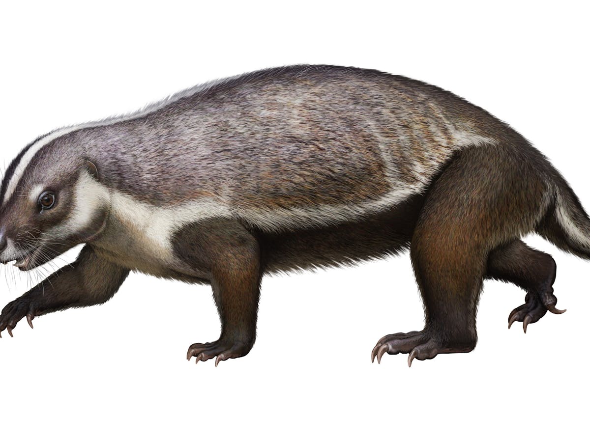 Say Hello To The Crazy Beast Mammal Who Lived Among The Dinosaurs Say Hello To The Crazy Beast Mammal Who Lived Among The Dinosaurs