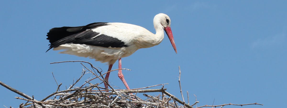 Stork Chicks Hatch In Uk For First Time In 600 Years Why That S Great News For British Wildlife