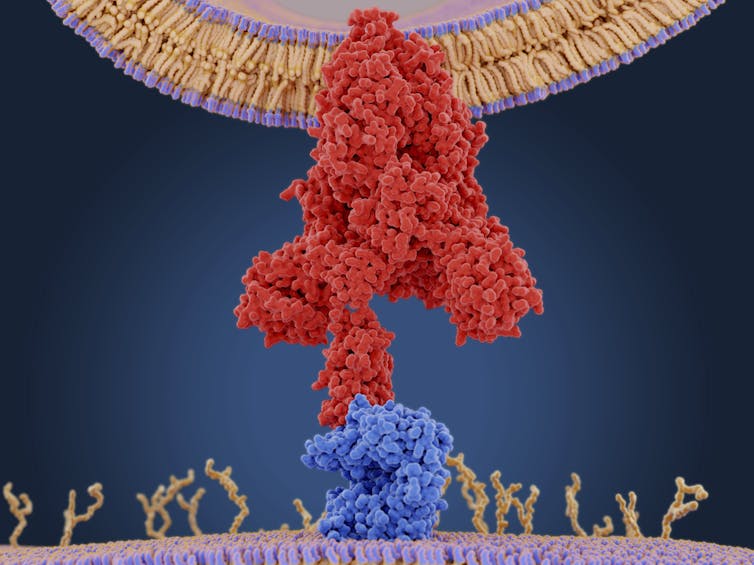 What does 'survival of the fittest' mean in the coronavirus pandemic? Look to the immune system