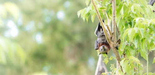 No, Aussie bats won’t give you COVID-19. We rely on them more than you think