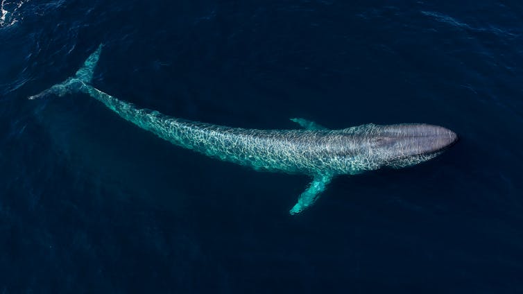 I measure whales with drones to find out if they're fat enough to breed