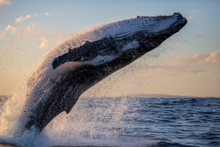 I measure whales with drones to find out if they're fat enough to breed