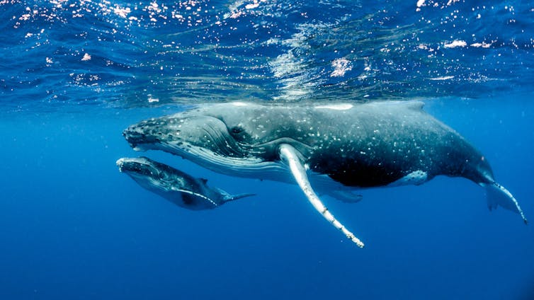 I measure whales with drones to find out if they're fat enough to breed