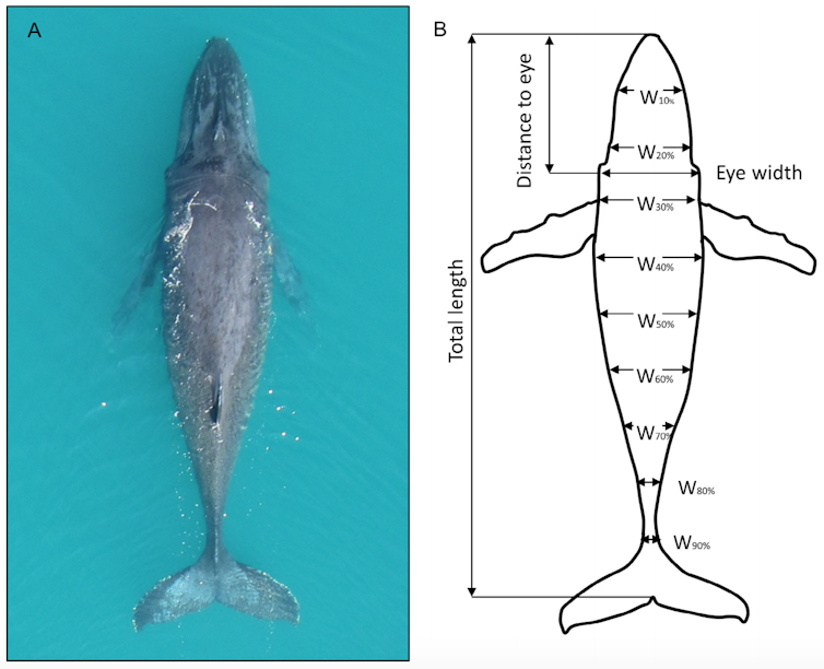 I measure whales with drones to find out if they're fat enough to breed