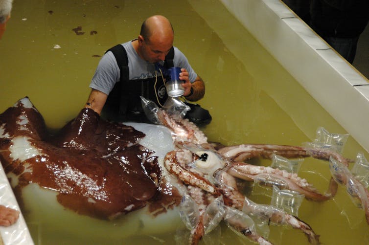 have people ever seen a colossal squid?