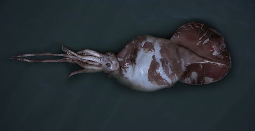 have people ever seen a colossal squid?
