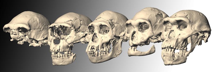 Of Heads And Headlines Can A Skull Doom 14 Human Species