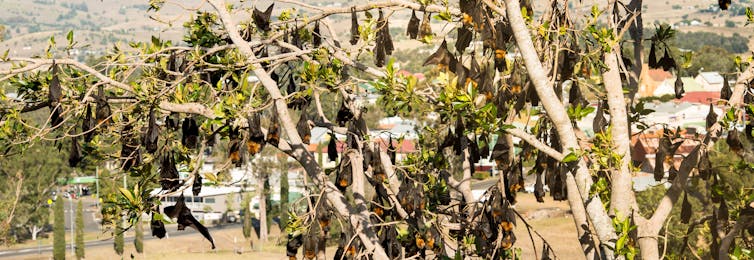 No, Aussie bats won’t give you COVID-19. We rely on them more than you think