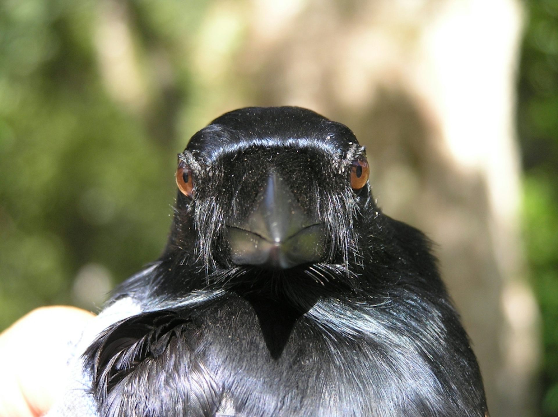 Crows, the technological tool specialists of the avian world