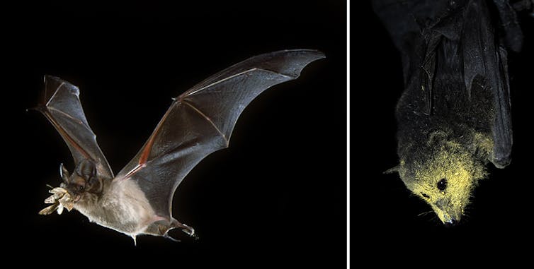 No, Aussie bats won’t give you COVID-19. We rely on them more than you think