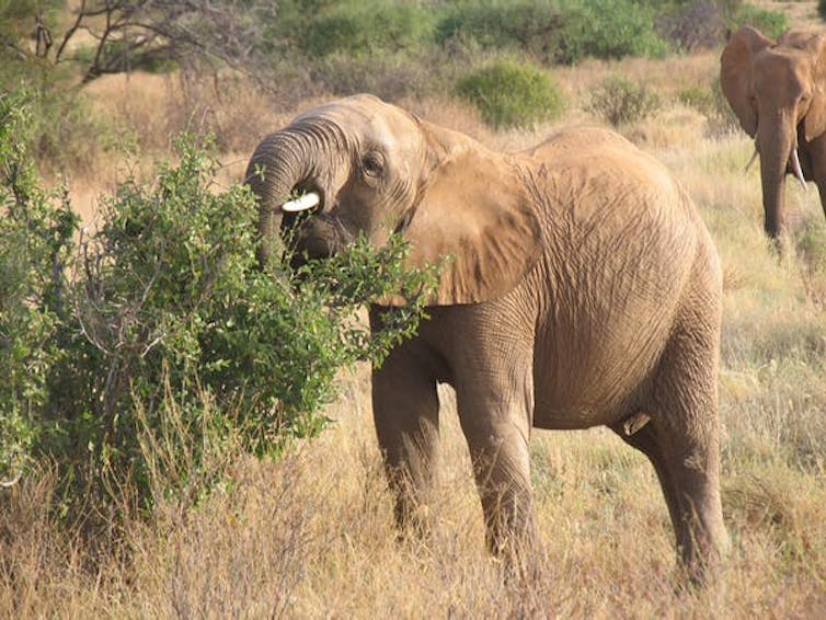 We have long been fascinated by anecdotes about elephants becoming inebriated from eating rotting fruit. | James Higham | Author provided