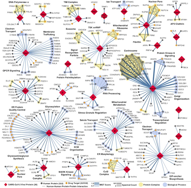 Every place that a coronavirus protein interacts with a human protein is a potential druggable site. QBI Coronavirus Research Group, CC BY-ND