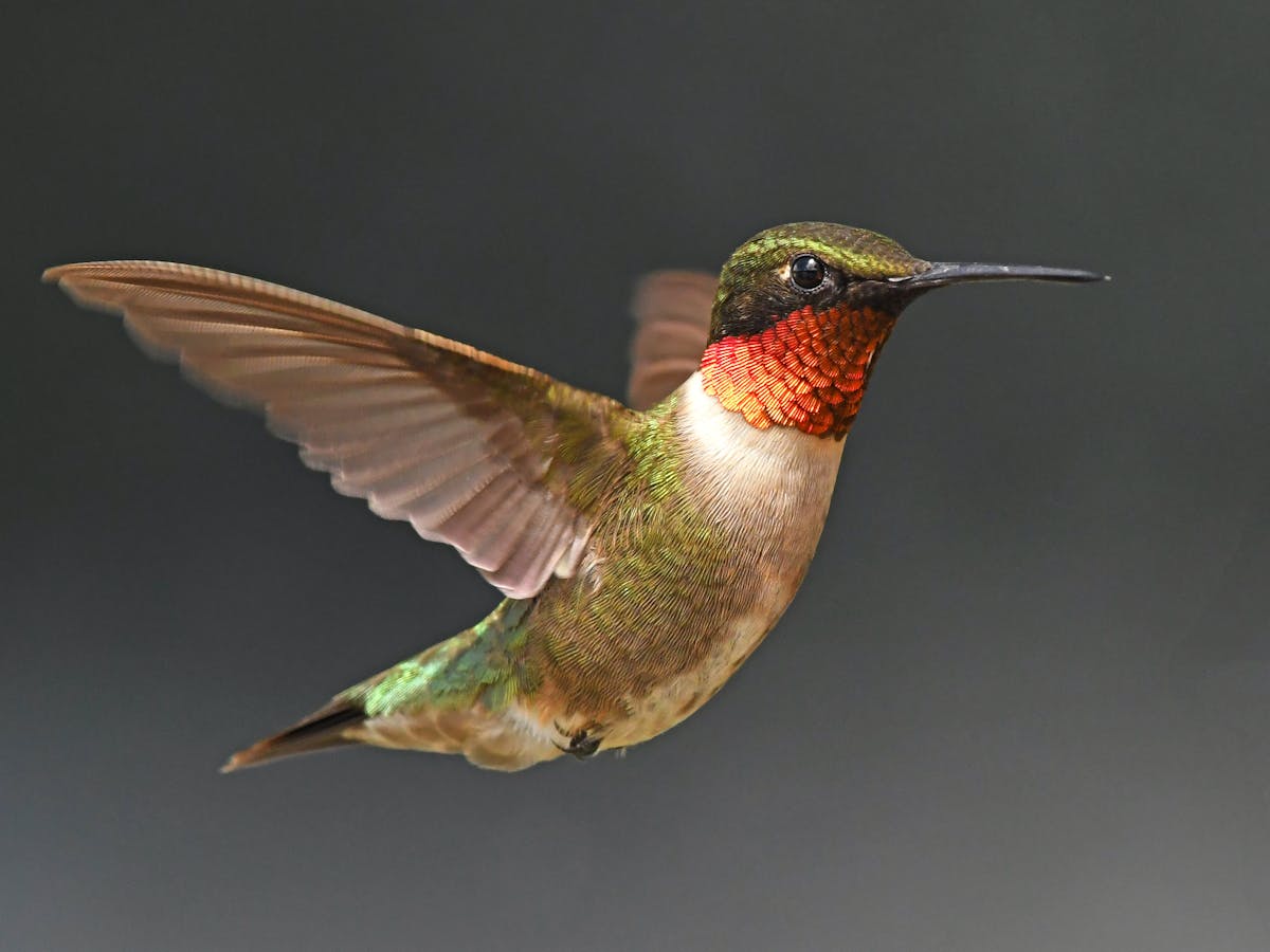 How the wings of owls and hummingbirds inspire drones, wind ...
