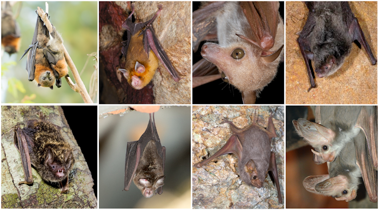 No, Aussie bats won’t give you COVID-19. We rely on them more than you think